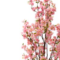 316-000029-1.jpg Декоративно растение Цвет од праска I во саксија pink pp H170cm